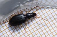 Paranchus albipes