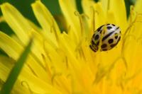 Tytthaspis sedecimpunctata