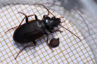 Nebria brevicollis