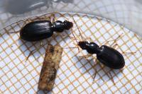 Paranchus albipes