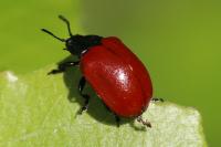 Chrysomela populi