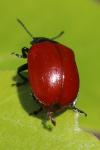 Chrysomela populi