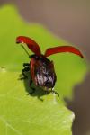 Chrysomela populi
