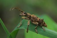 Rhagium sycophanta
