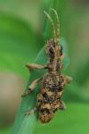 Rhagium sycophanta