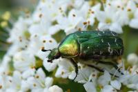 Cetonia aurata