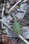 Cicindela campestris