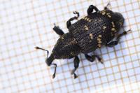Hylobius abietis