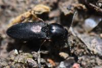 Cardiophorus rufipes