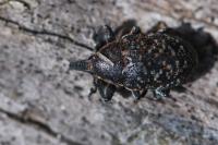 Larinus turbinatus