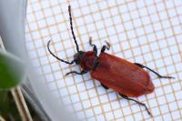 Pyrrhidium sanguineum