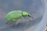 Polydrusus planifrons