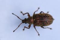 Phyllobius pyri