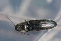 Limonius