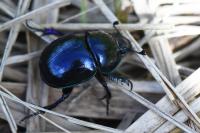 Trypocopris pyrenaeus