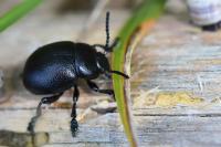 Timarcha goettingensis