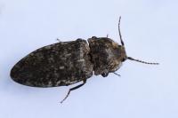Agrypnus murinus