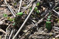Cicindela campestris