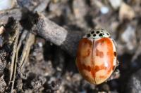 Harmonia quadripunctata