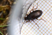 Gonodera luperus