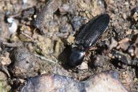 Cardiophorus rufipes