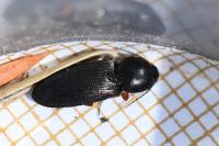 Cardiophorus rufipes