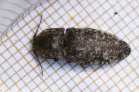 Agrypnus murinus