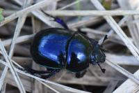 Trypocopris pyrenaeus