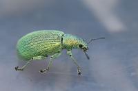 Polydrusus planifrons