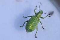 Polydrusus planifrons