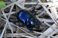 Trypocopris pyrenaeus