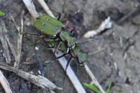 Cicindela campestris