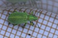 Polydrusus planifrons