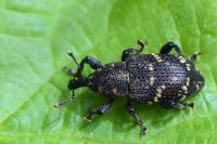 Hylobius abietis