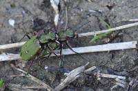 Cicindela campestris