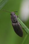 Agriotes pilosellus