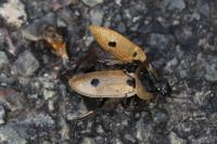 Dendroxena quadrimaculata