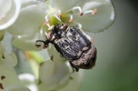 Valgus hemipterus