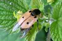 Dendroxena quadrimaculata