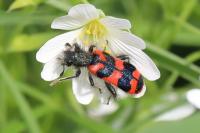 Trichodes alvearius