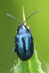 Agelastica alni