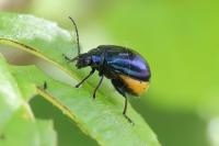 Agelastica alni