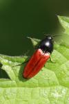 Ampedus