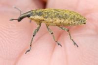 Lixus myagri