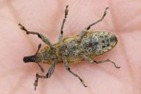 Lixus myagri