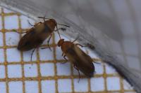 Anaspis maculata