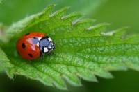 Coccinella septempunctata