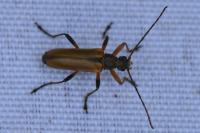 Cortodera humeralis