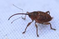 Curculio glandium