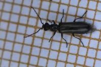 Dasytes aeratus